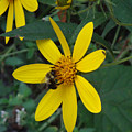 Bees Lunch