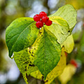 Fall Berries