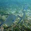 Fish line