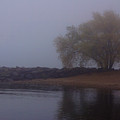 Fog Lake Tree