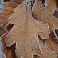Frosted Oak