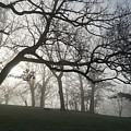 Oaks in Fog
