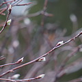 Spring Buds